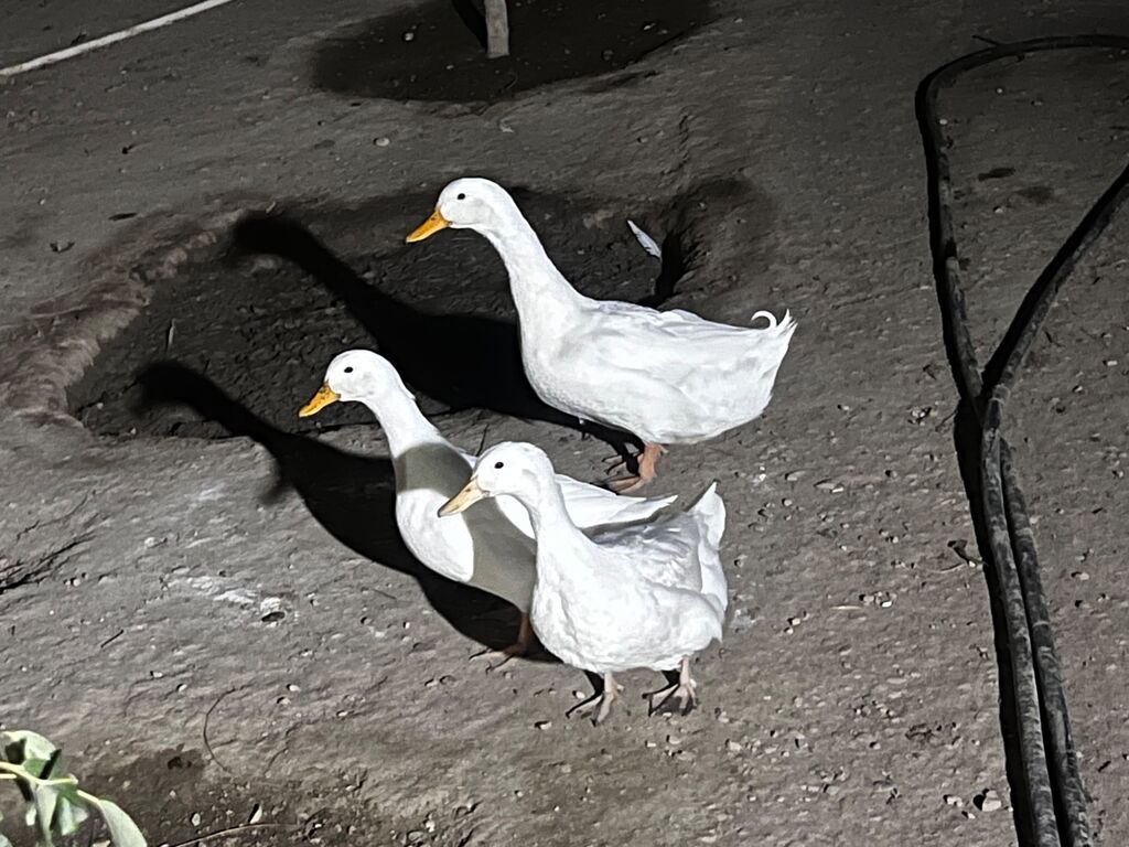 Təmiz qan Pekin ördəyi cavan dılar 3 gündü yumurta düşüblər ağır — Heyvanlar, Digah