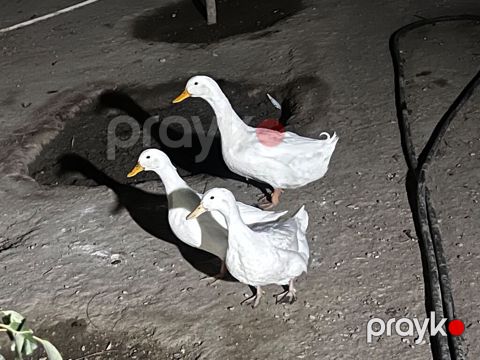 Təmiz qan Pekin ördəyi cavan dılar 3 gündü yumurta düşüblər ağır