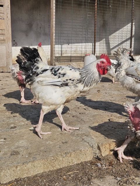 Slibris xoruzlar 30 a yaxın xoruzdu — Digah