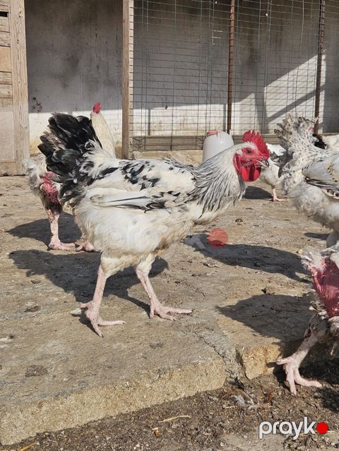 Slibris xoruzlar 30 a yaxın xoruzdu