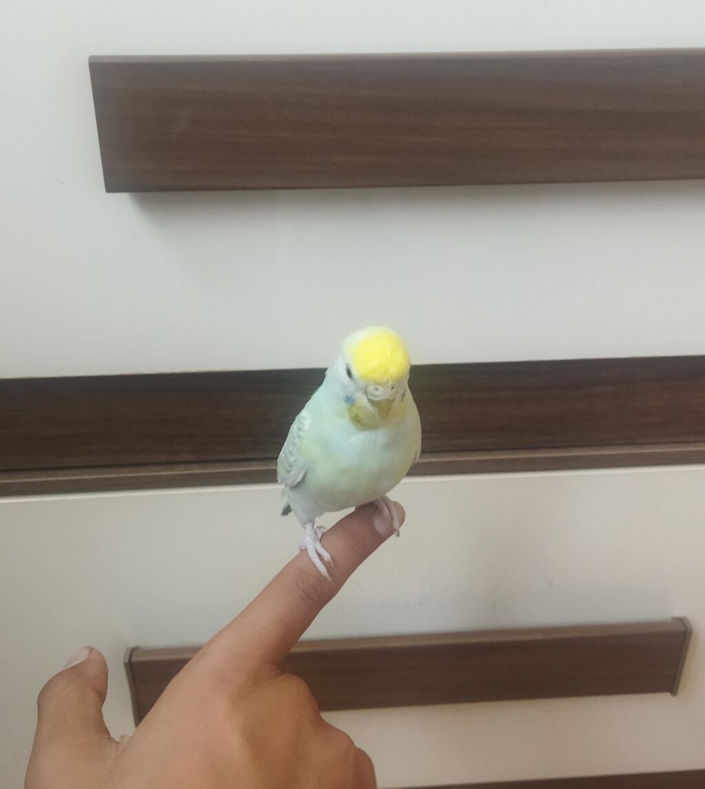Məhsul: Dalmatian rəngli dalğalı papuqay (bajırıq) Təsvir: - Növ — Quşlar, Sumqayıt (2)
