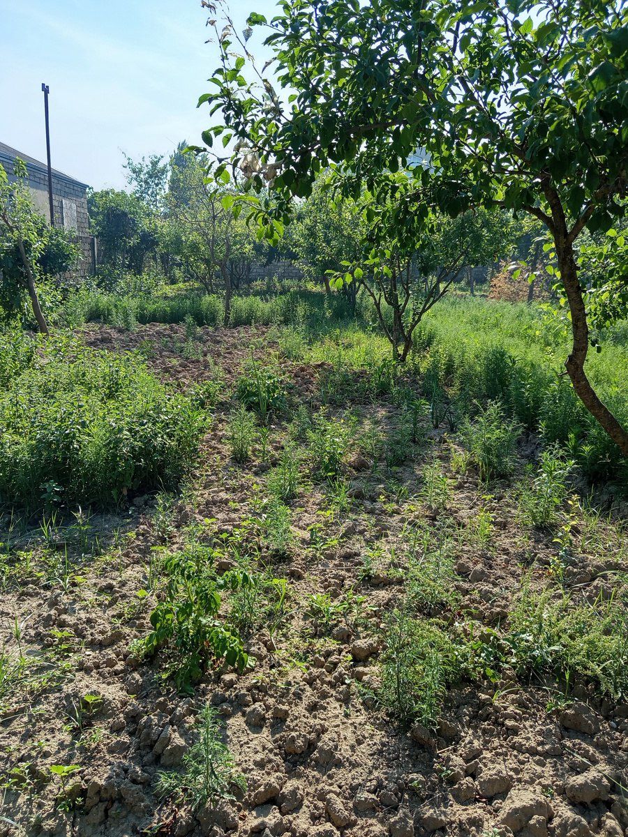 4 sot torpaq sahəsi, Maştağa qəs — Torpaq, Bakı (2)