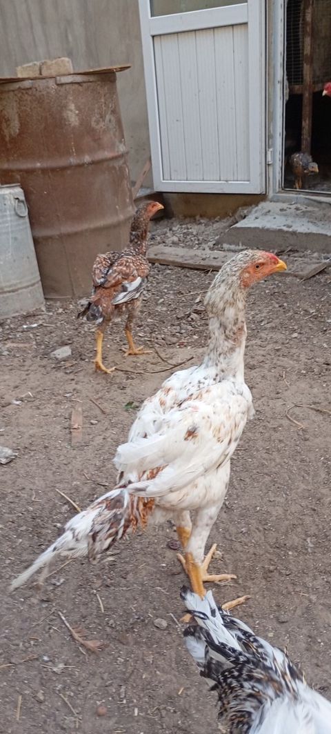 Heyratı beçəsi — Bakı