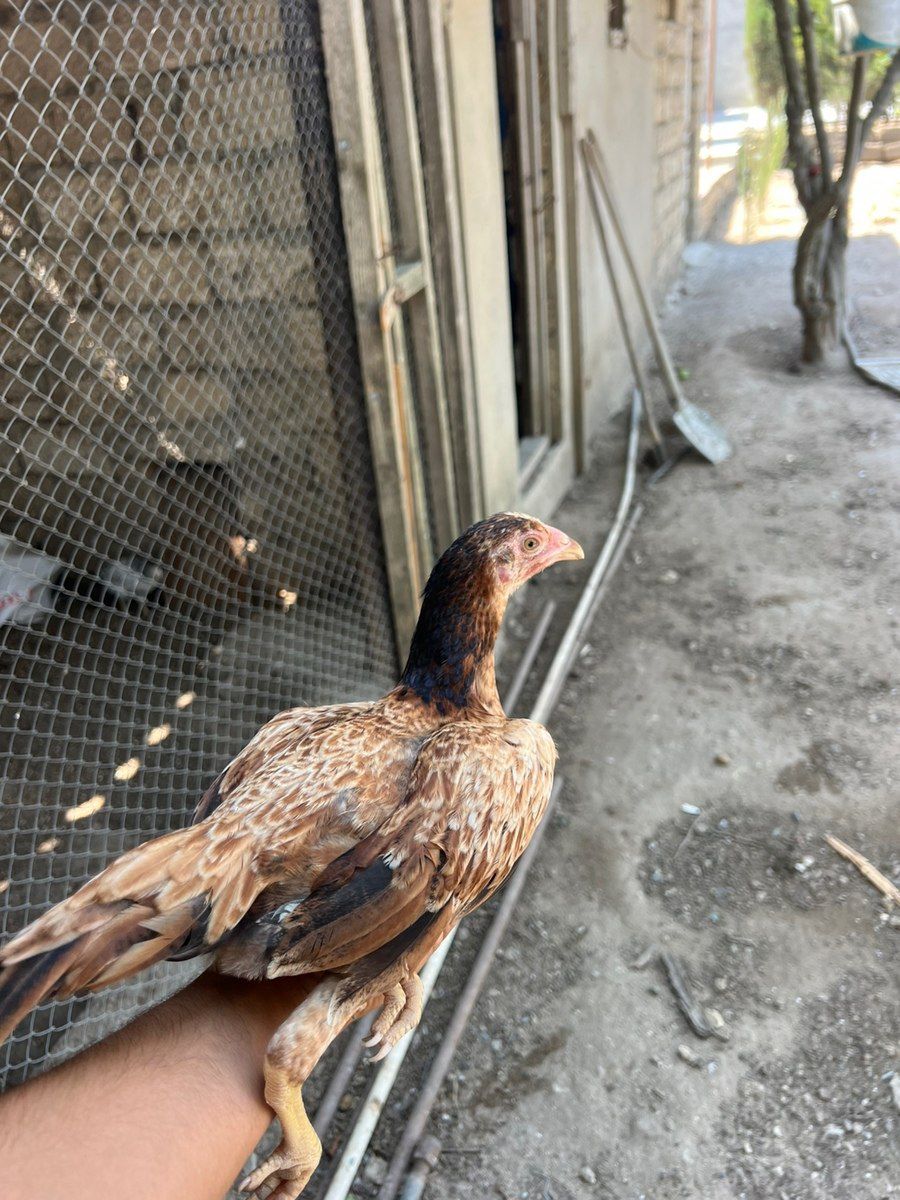 Heyratı xoruzu — Quşlar, Bakı (2)