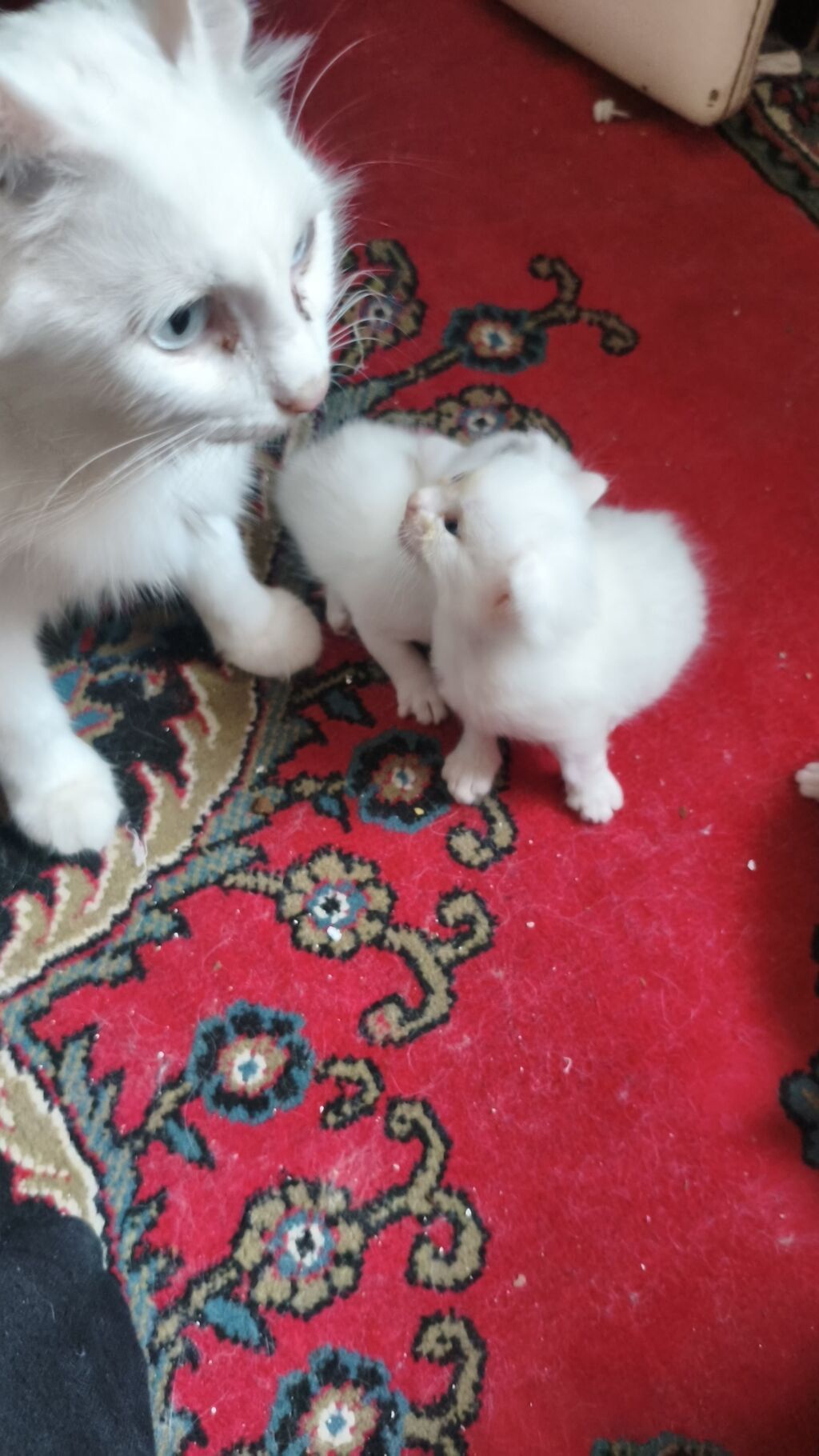 Yaxşı əllərə — Pişiklər, Bakı (8)