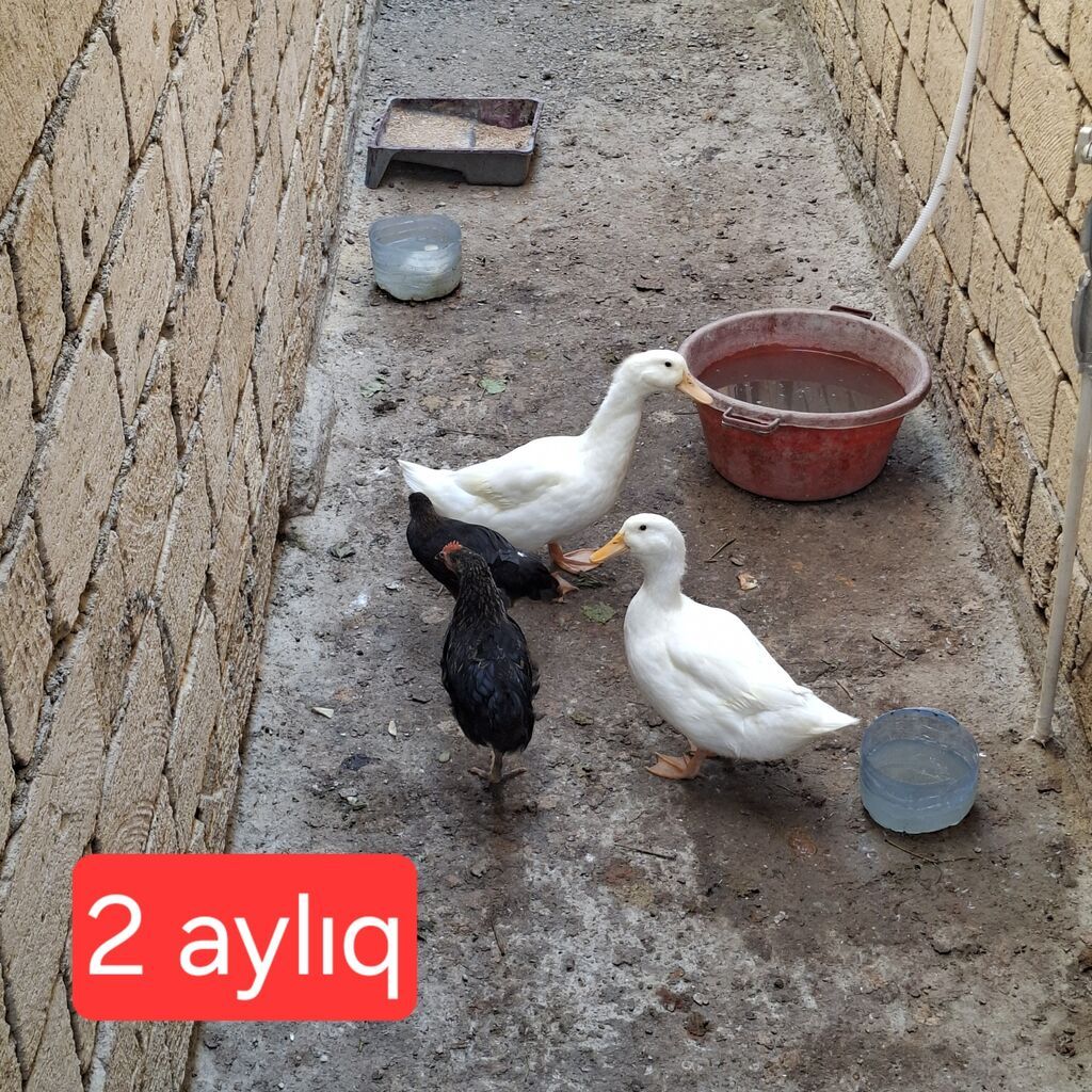 2,5 aylıq ağ ördəklər + iki çolpa. Ördəyin 1-i erkək, 1-i dişidir — Heyvanlar, Masazır (3)
