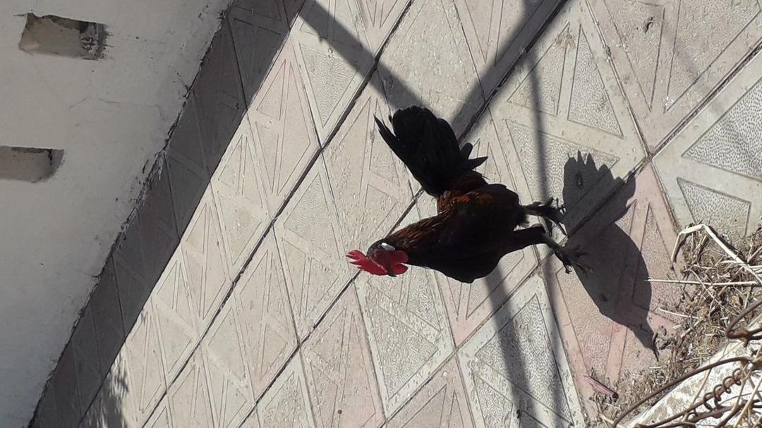 Yaponka xoruzu — Quşlar, Bakı (4)