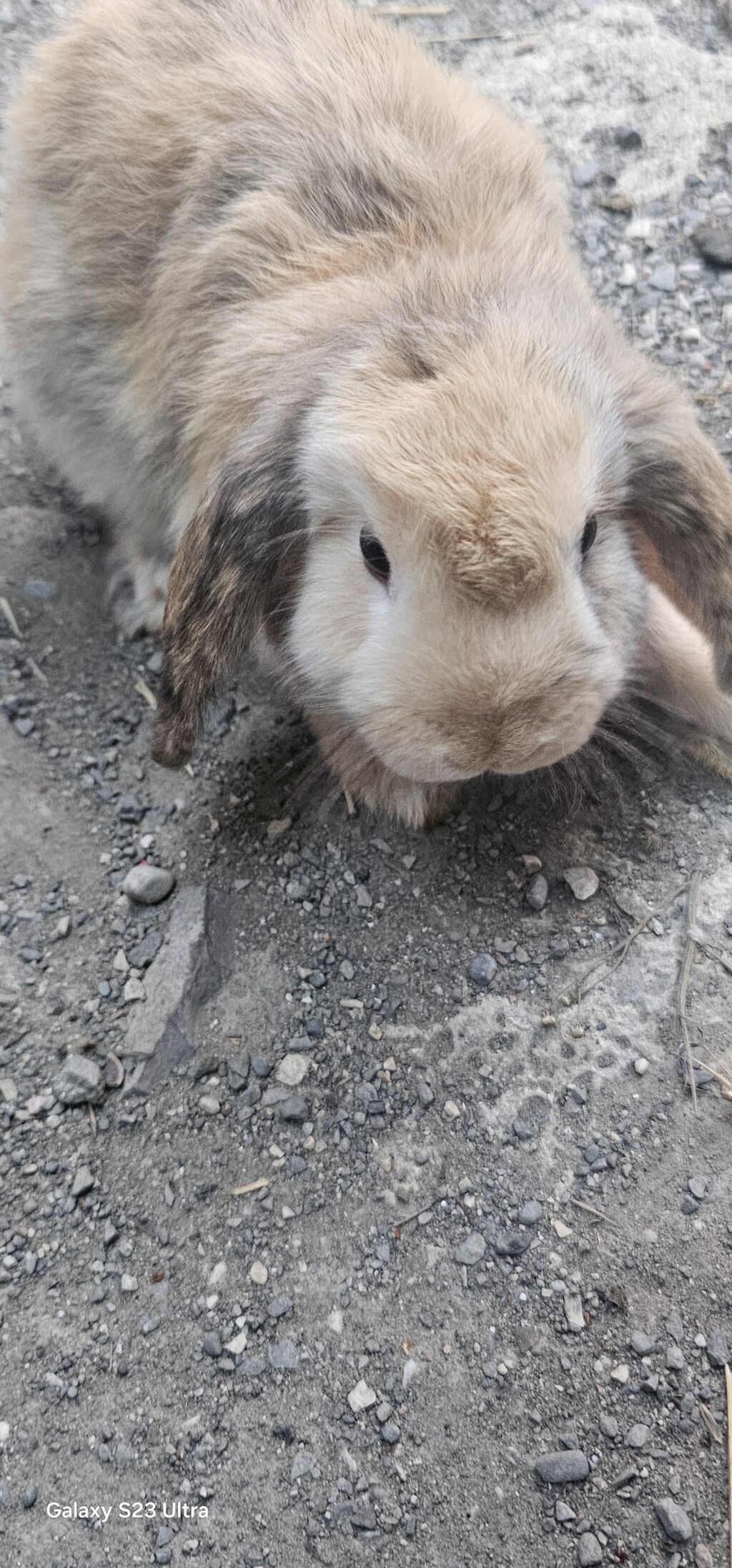 Mini lop dovşanları satılır bir cütü 75 m 1 dişi 1 erkekdi 2 sin alana — Dovşanlar, Mehdiabad (3)