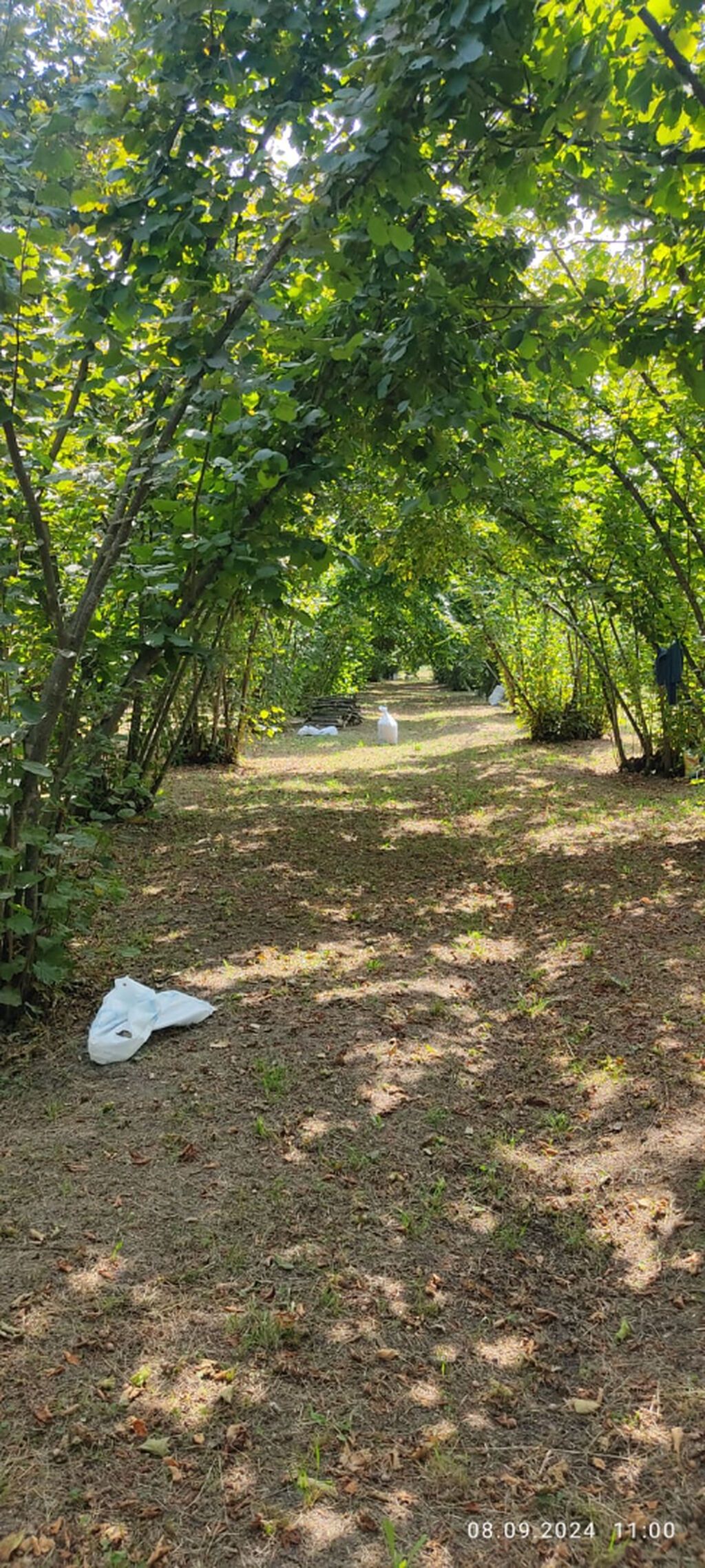 80 sot, Kupça (Çıxarış) — Torpaq, Oğuz (2)