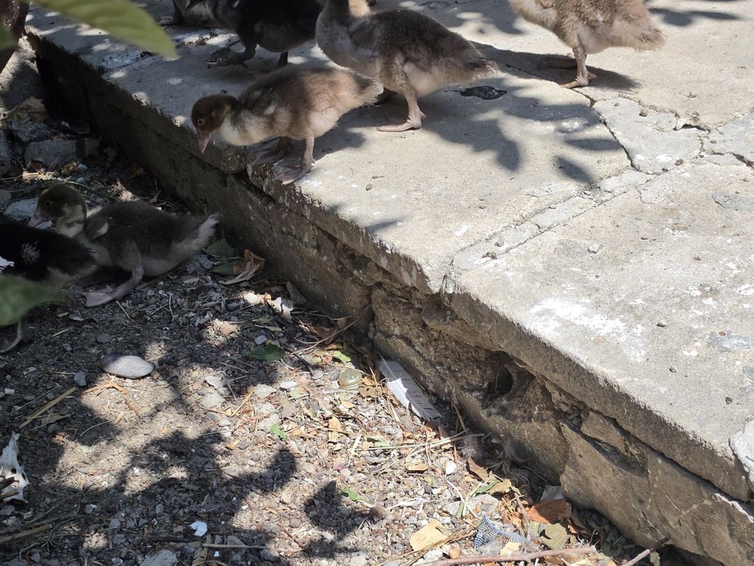 Ördək balaları — Quşlar, Bakı (6)