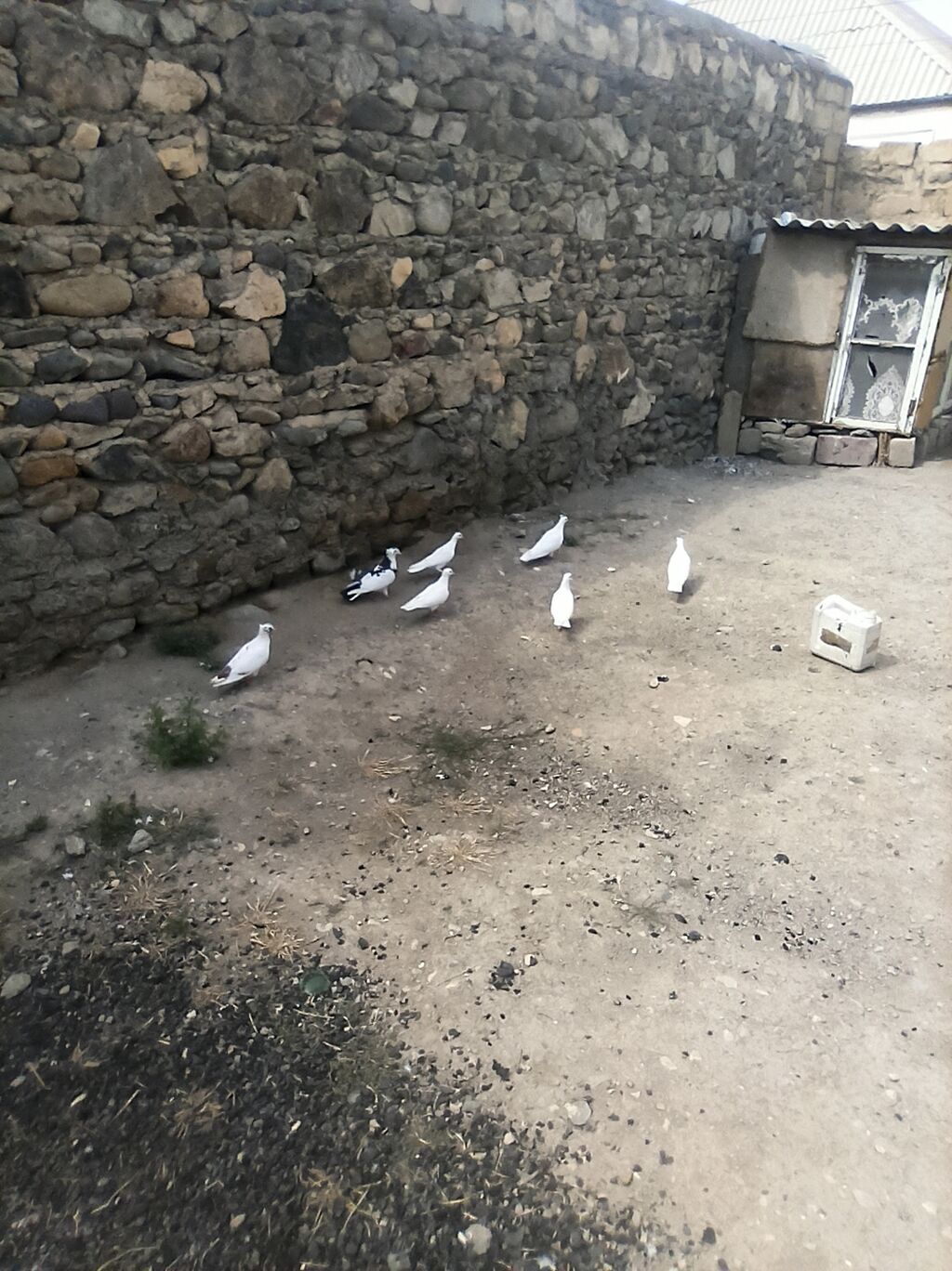 7qus 40bal gel apar tergipme — Quşlar, Gəncə (3)