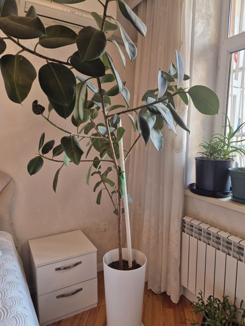 Böyük dekorativ otaq bitkisi – Ficus elastica (rezin ağacı) - Növ — Bakı