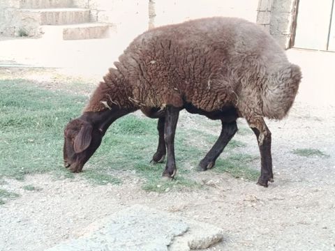 Dişi, Qala, il: 2, 80 kq, Damazlıq, Ünvandan götürmə — Bakı