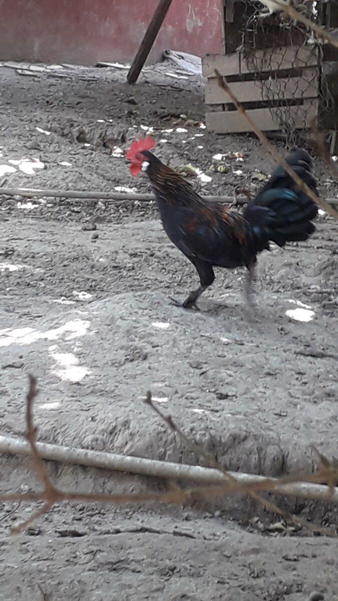Yaponka xoruzu — Quşlar, Bakı (2)