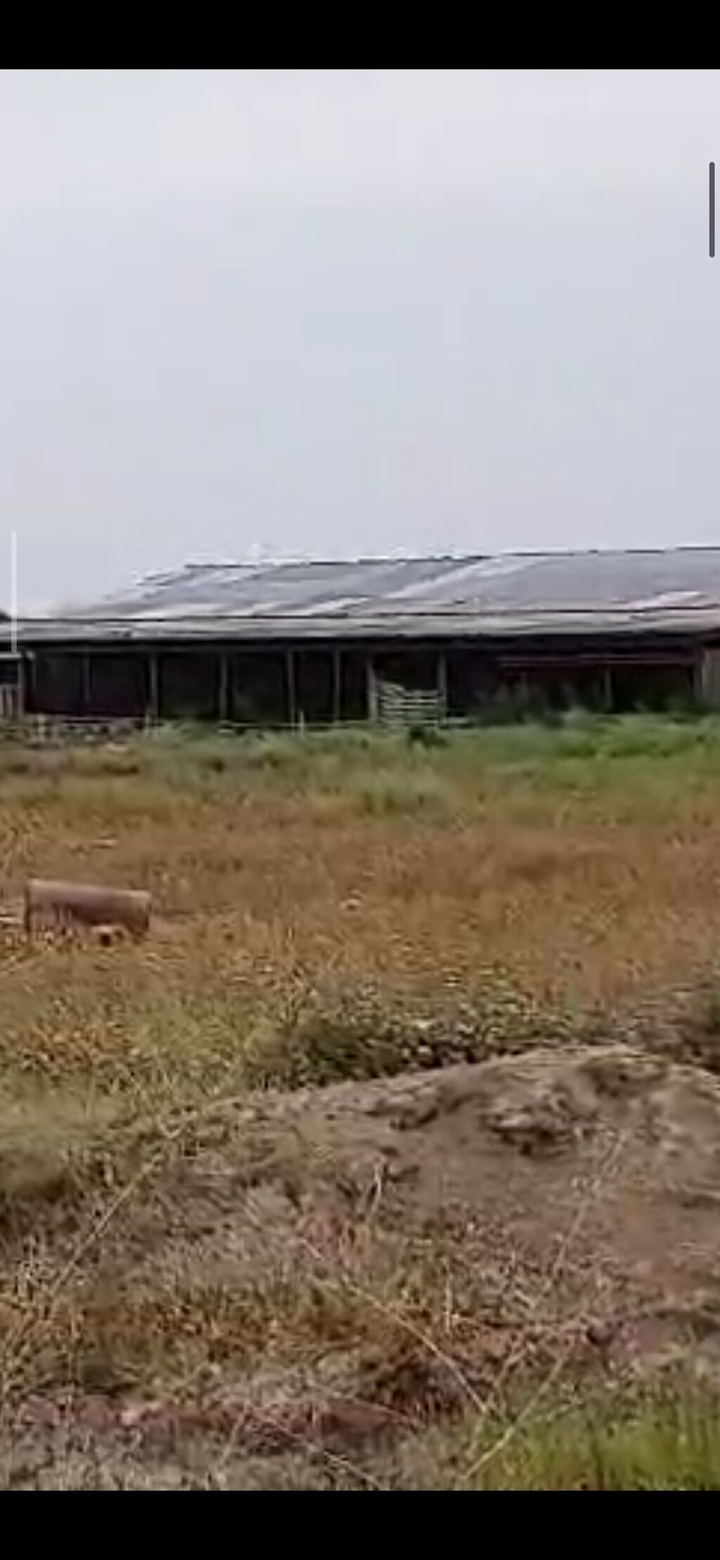 Ferma/Göyçayda 260 hektar sahədə ferma bütün avadanlıqlarla və fermada — Daşınmaz əmlak, Bakı (6)