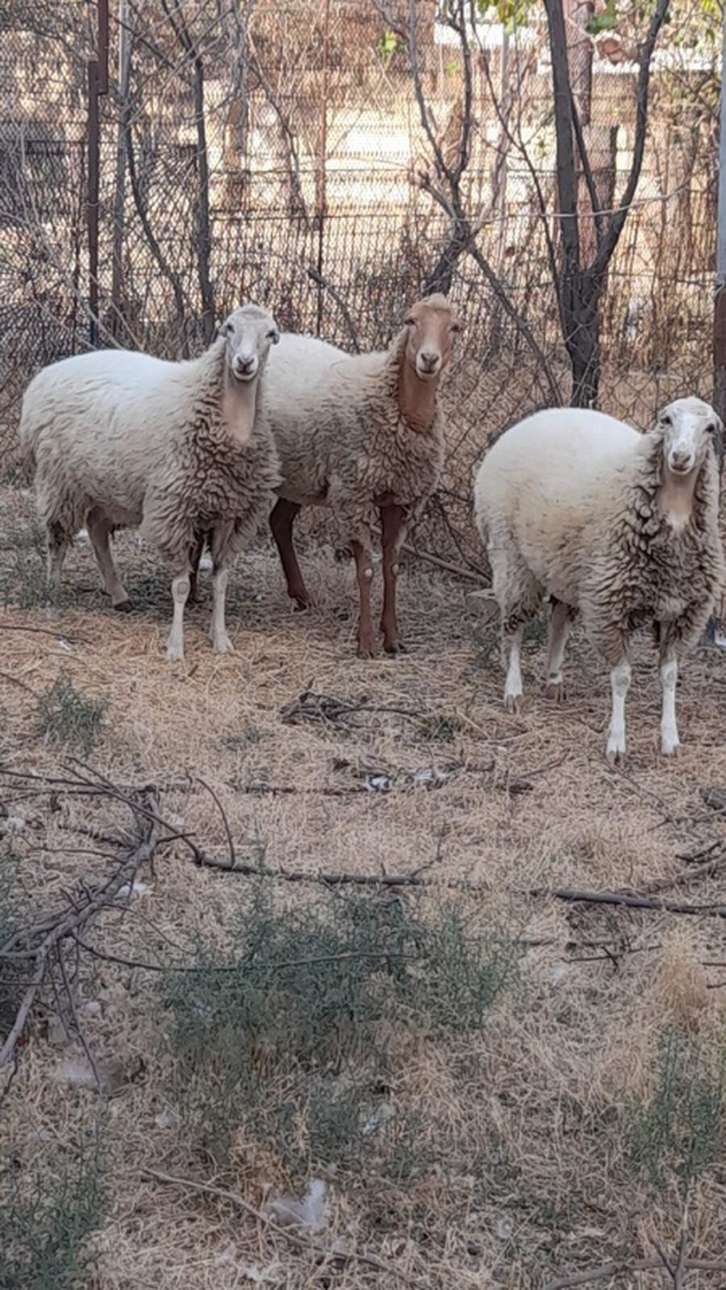 Dişi, il: 1, Damazlıq — Heyvanlar, Hacıqabul (2)