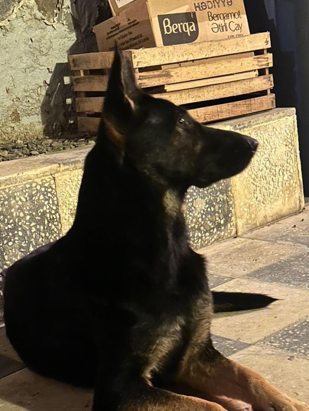 Alman çoban iti, Peyvəndli — Heyvanlar, Bakı (3)