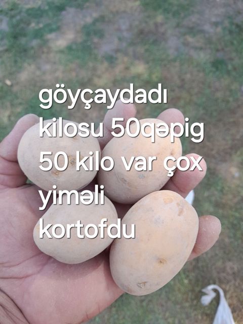 Məhsul: Yeməlik kartof Təsvir: - Göyçay bölgəsindən yerli kartof — Göyçay