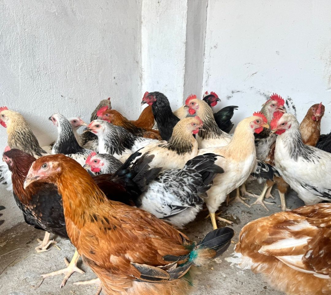 Kənd çolpaları, toyuq və xoruz — Quşlar, Bakı (4)