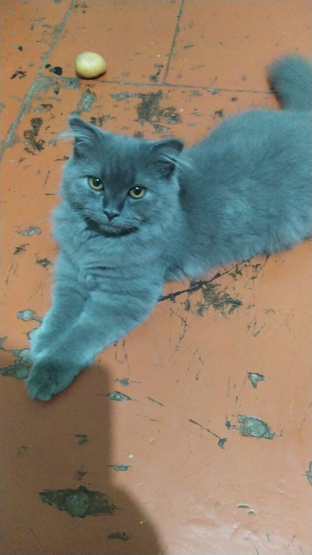 Şotland uzun tüklü — Pişiklər, Masazır (4)