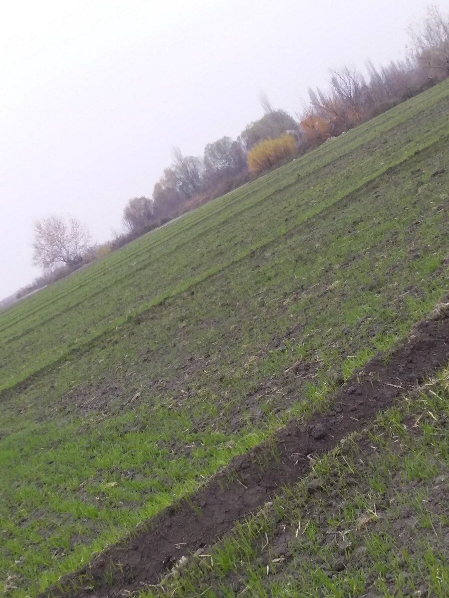 143 sot torpaq sahəsi, Göyçay r — Torpaq, Göyçay (3)