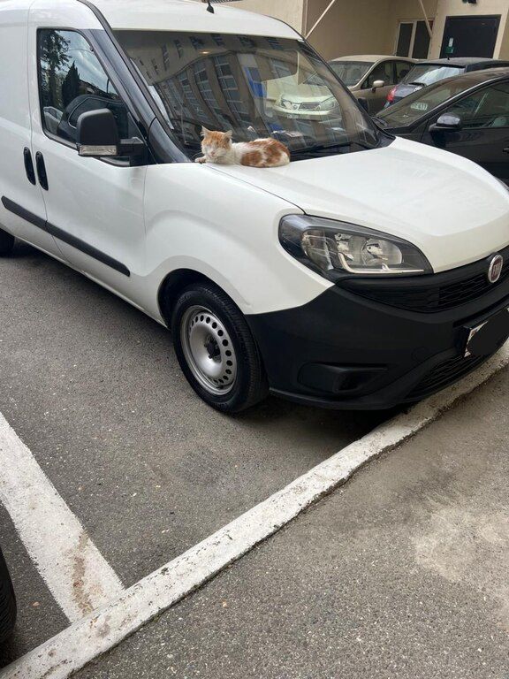 Fiat Doblo, 1.4 L, 2019 il, 244 698 km — Avtomobillər, Bakı (10)