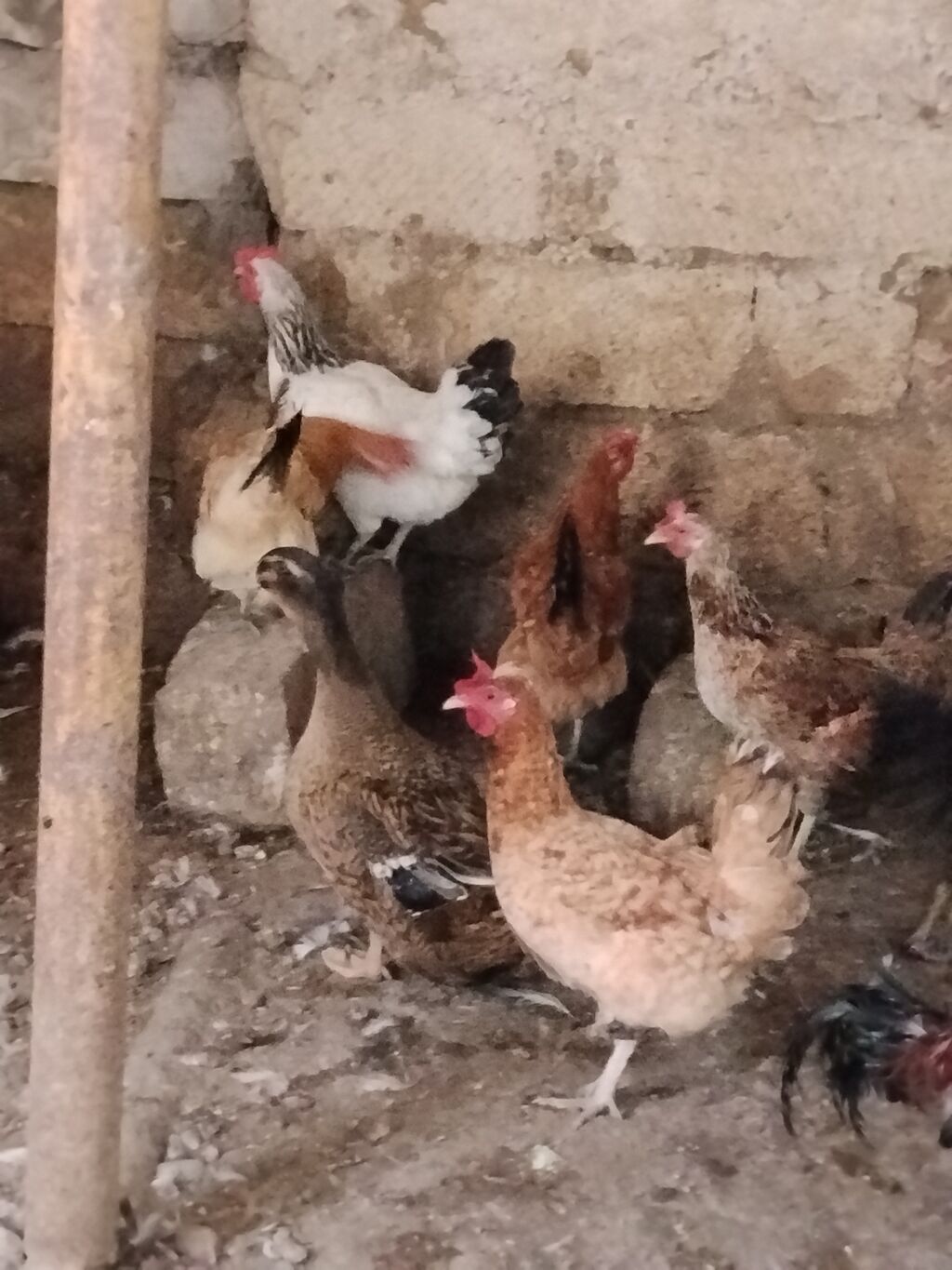 Toyuq, Damazlıq — Heyvanlar, Mehdiabad (4)