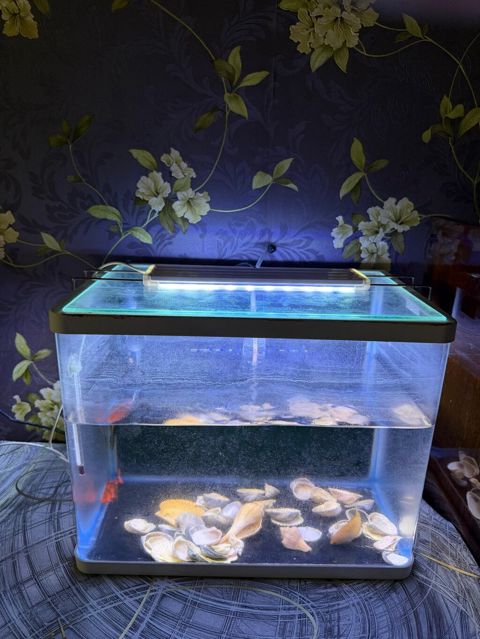 LED işıqlı şüşə akvarium - Material: şəffaf şüşə korpus, üstündə şüşə — Gəncə