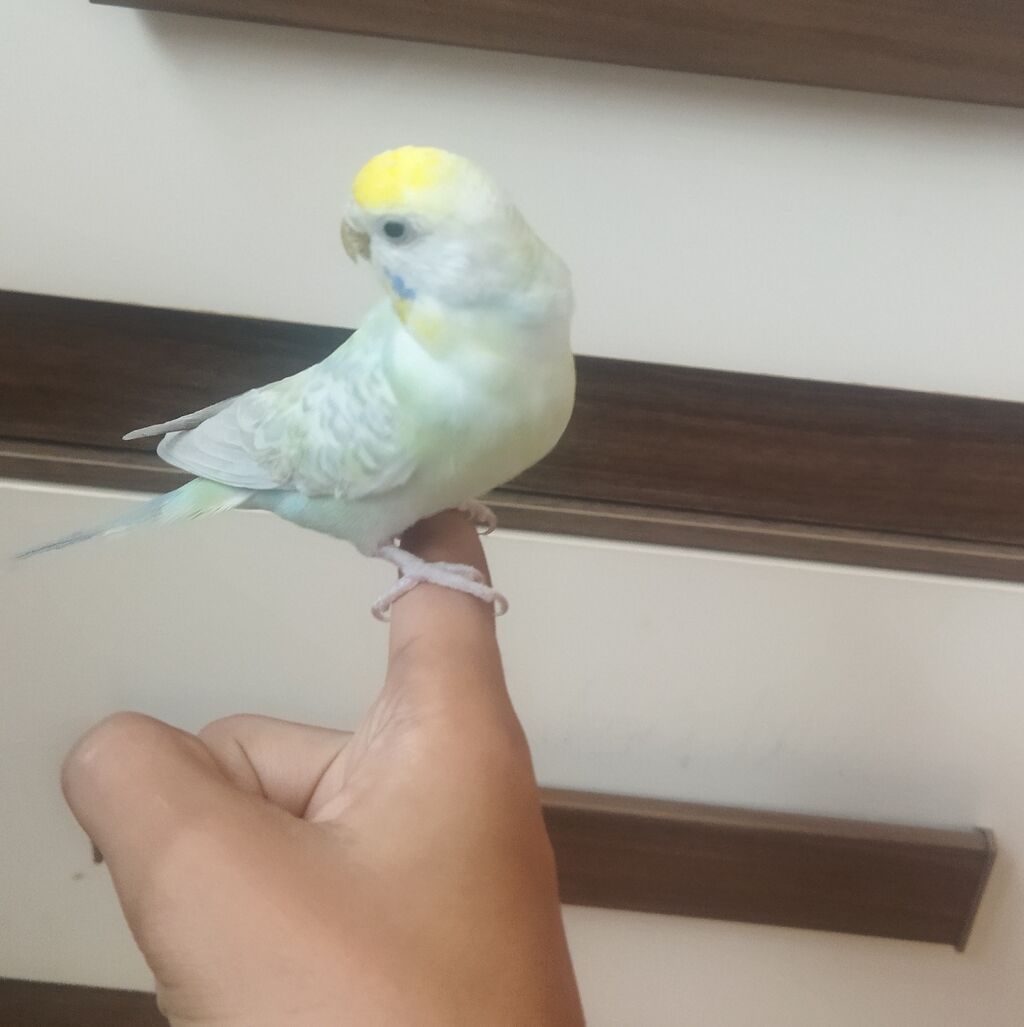 Məhsul: Dalmatian rəngli dalğalı papuqay (bajırıq) Təsvir: - Növ — Quşlar, Sumqayıt (7)