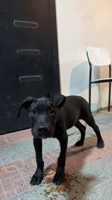 Pitbul — Animals