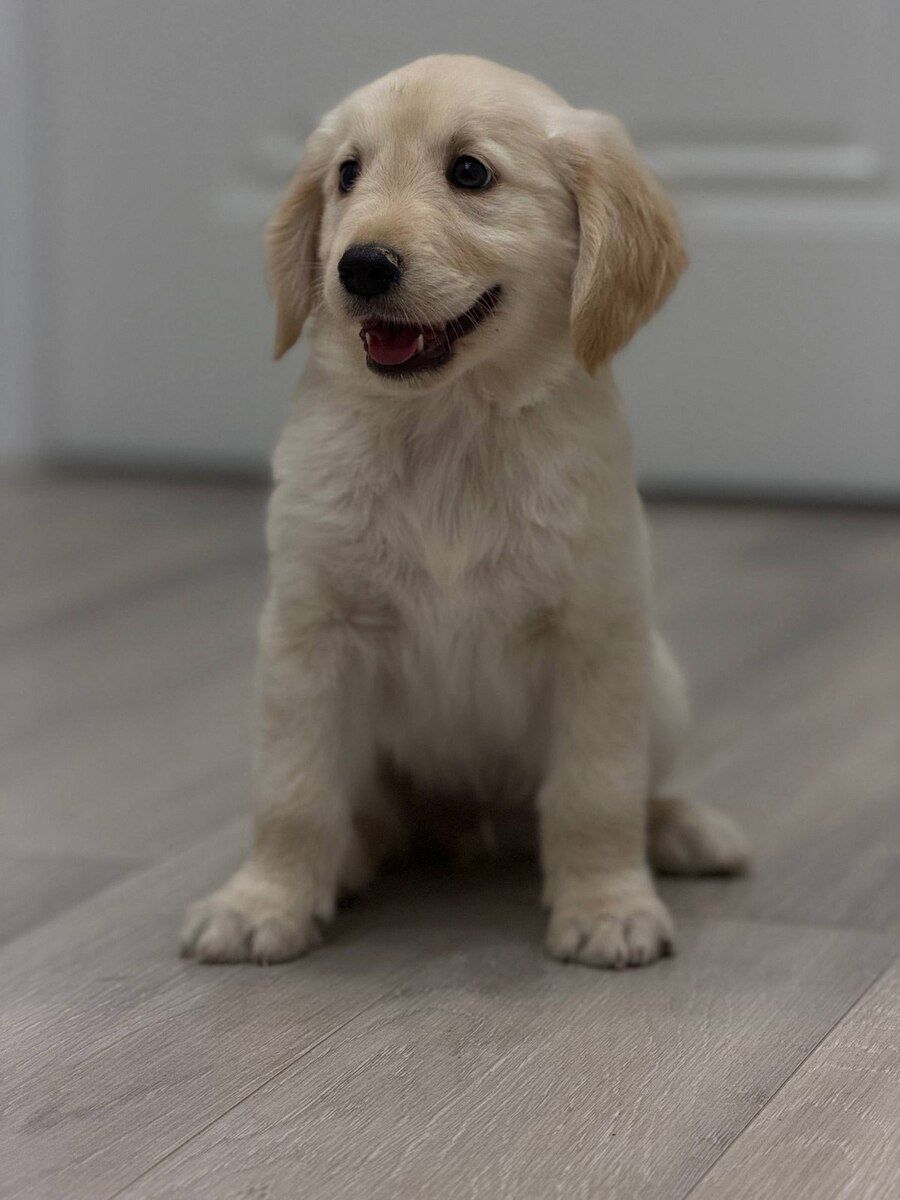 Golden Retriever balaları — Heyvanlar, Bakı (2)
