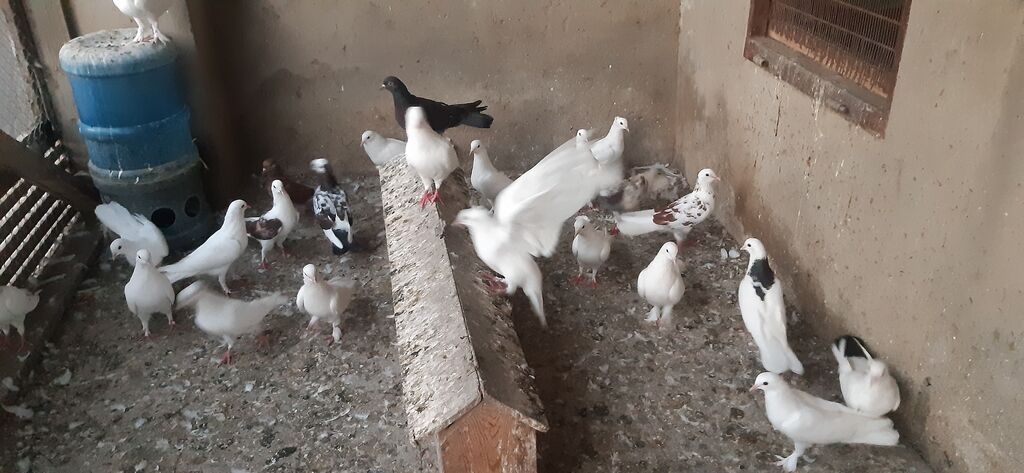Tutulmalardir coxsu — Quşlar, Bakı (2)