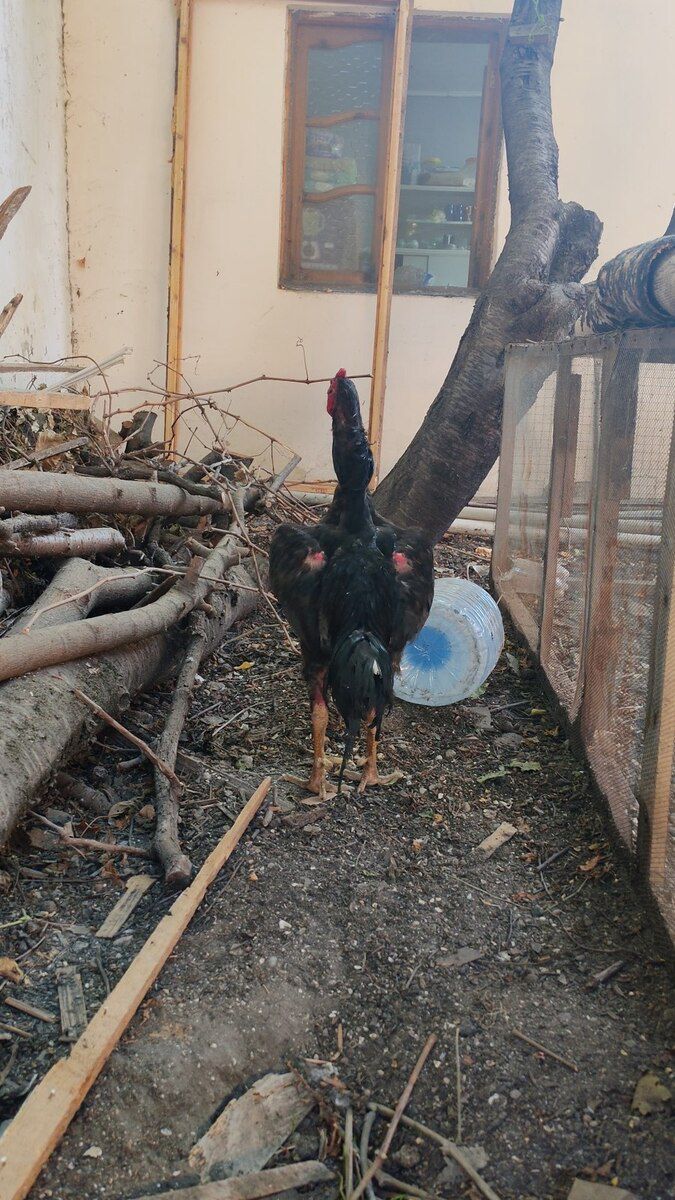 Heyratı xoruzu — Quşlar, Şamaxı (3)