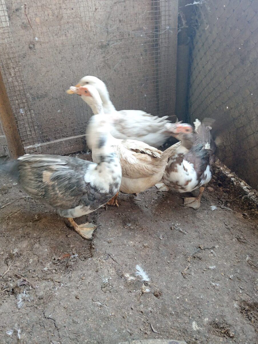 Ördəklər — Quşlar, Bakı (3)