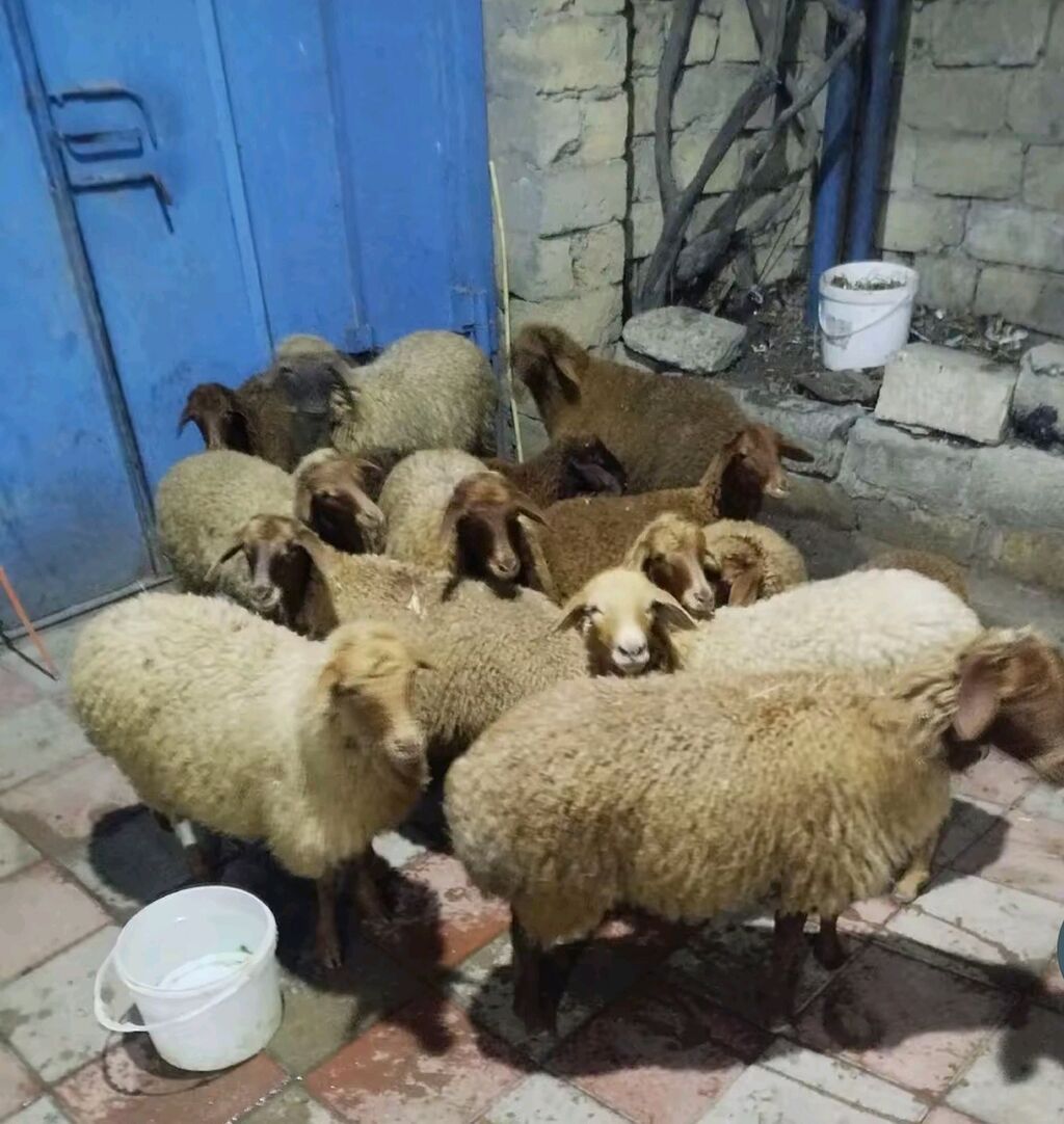 13 dene quzu satılır biri erkekdi qalanı dişi, qiyməti 215 manat kom — Heyvanlar, Digah (2)
