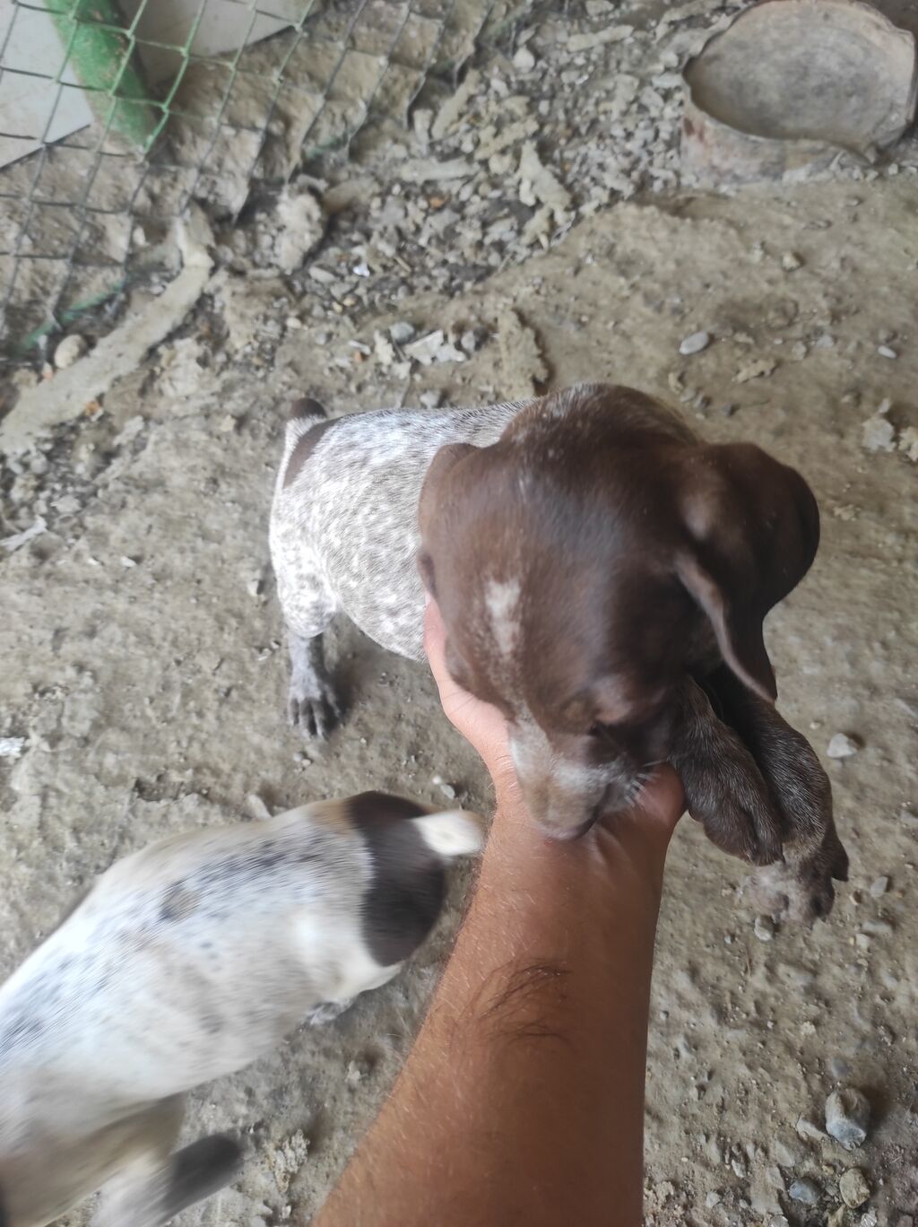 2 ay, Peyvəndli — Heyvanlar, Digah (8)