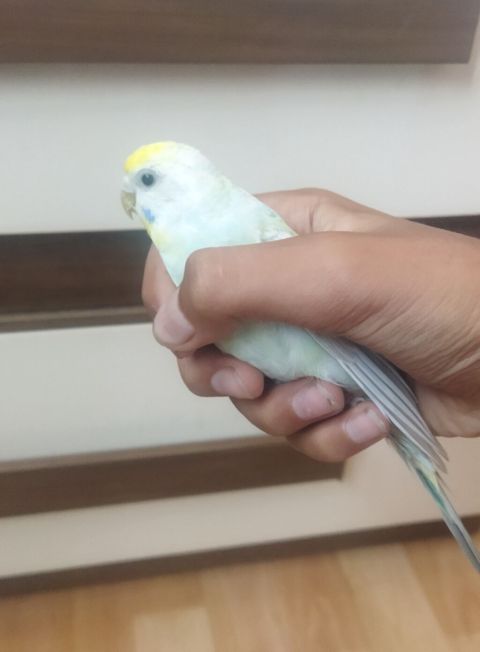 Məhsul: Dalmatian rəngli dalğalı papuqay (bajırıq) Təsvir: - Növ — Sumqayıt