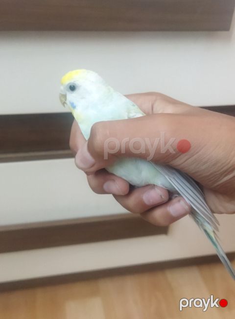 Məhsul: Dalmatian rəngli dalğalı papuqay (bajırıq) Təsvir: - Növ