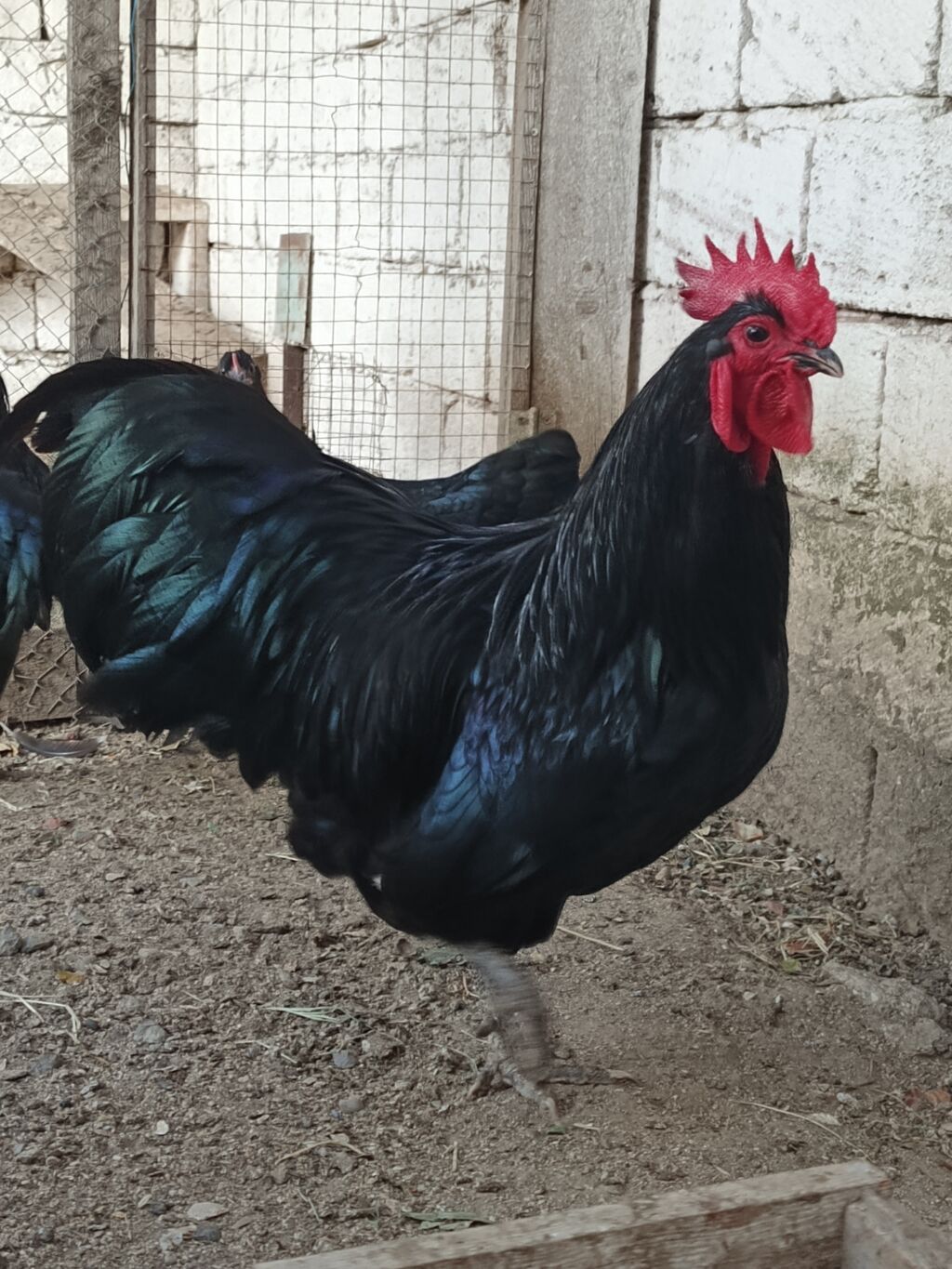 Məhsul: Qara toyuq-quş cinsi xoruz Təsvir: - Şəkillərdə qara — Heyvanlar, Digah