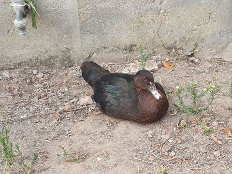 Salam gordyvuz ordekler satisa cixti temiz cinsi ordekler lavda zumrdu — Digah