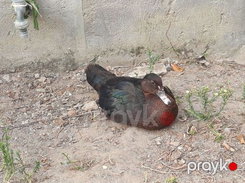 Salam gordyvuz ordekler satisa cixti temiz cinsi ordekler lavda zumrdu