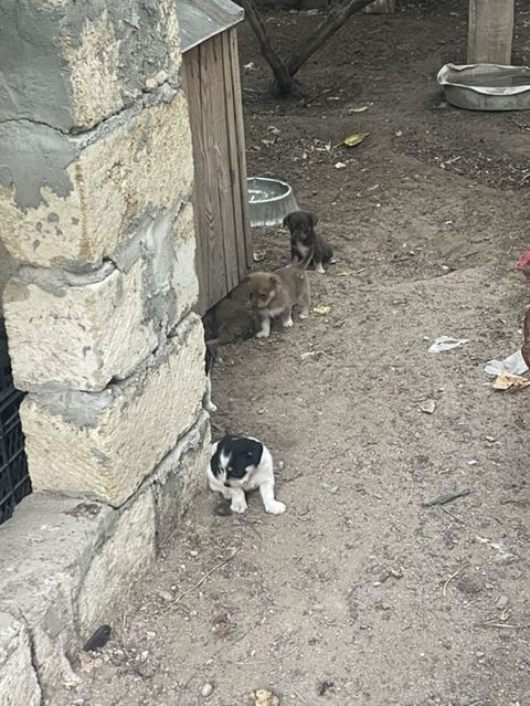 Peyvəndli — Masazır