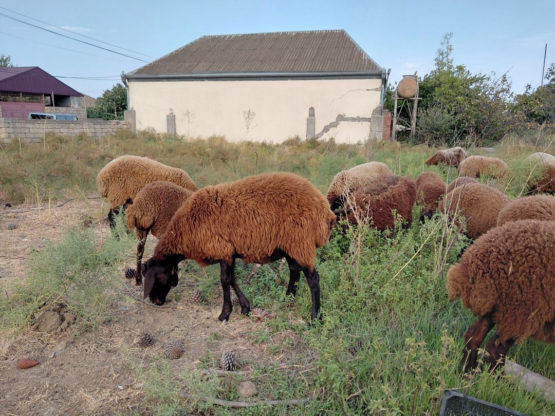 Qoyunlar — Heyvanlar, Bakı (3)