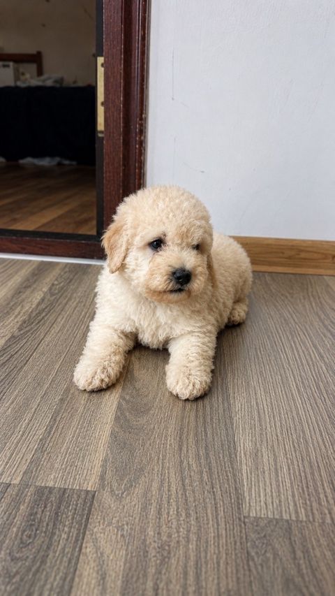 Karlik pudel balası — Bakı