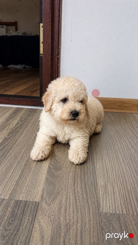 Karlik pudel balası — Sahıbı