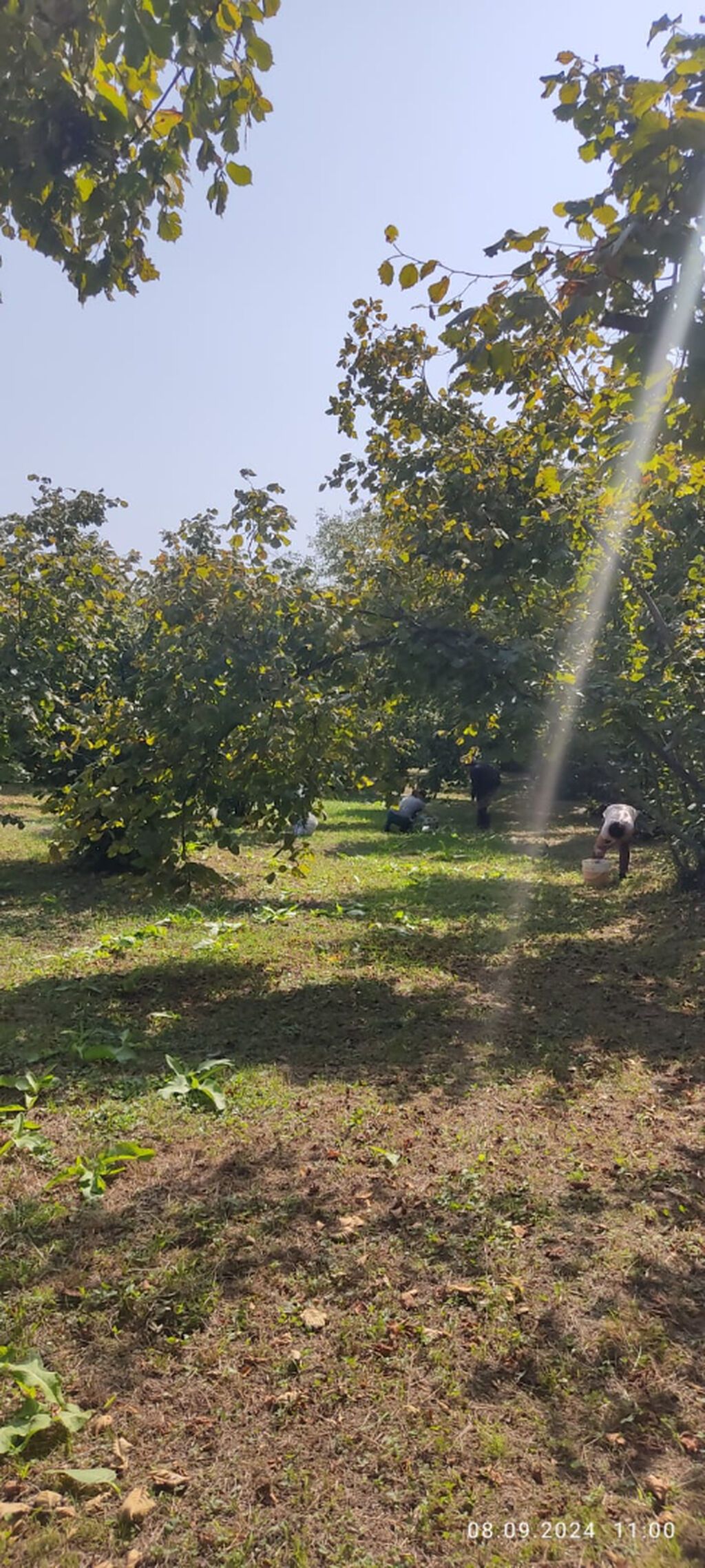 80 sot, Kənd təsərrüfatı, Mülkiyyətçi, Kupça (Çıxarış) — Torpaq, Oğuz (6)