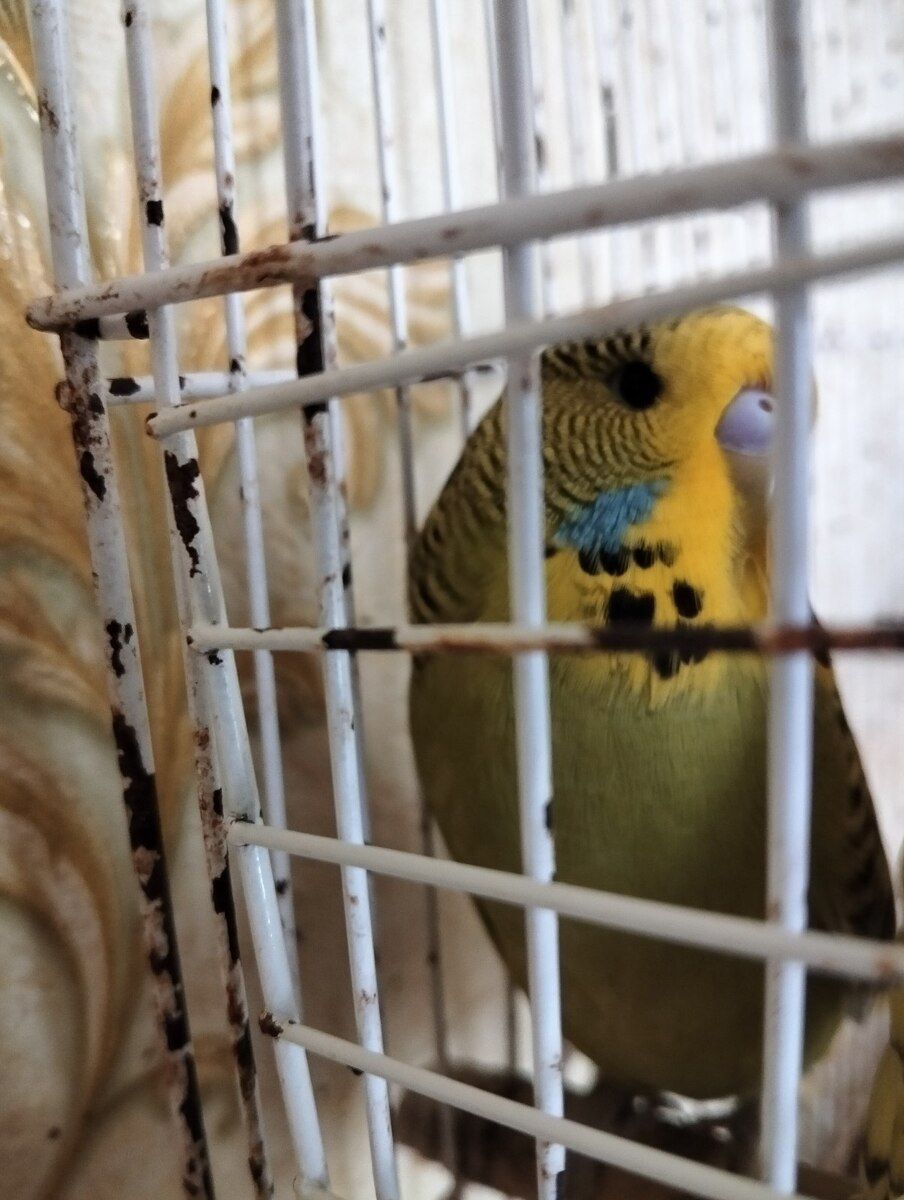Tutuquşu balaları — Quşlar, Bakı (2)