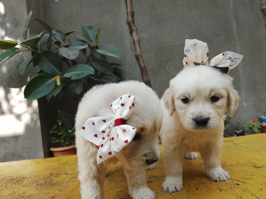 Retriever, 1 ay, Peyvəndli, Ödənişli çatdırılma — Heyvanlar, Bakı (2)