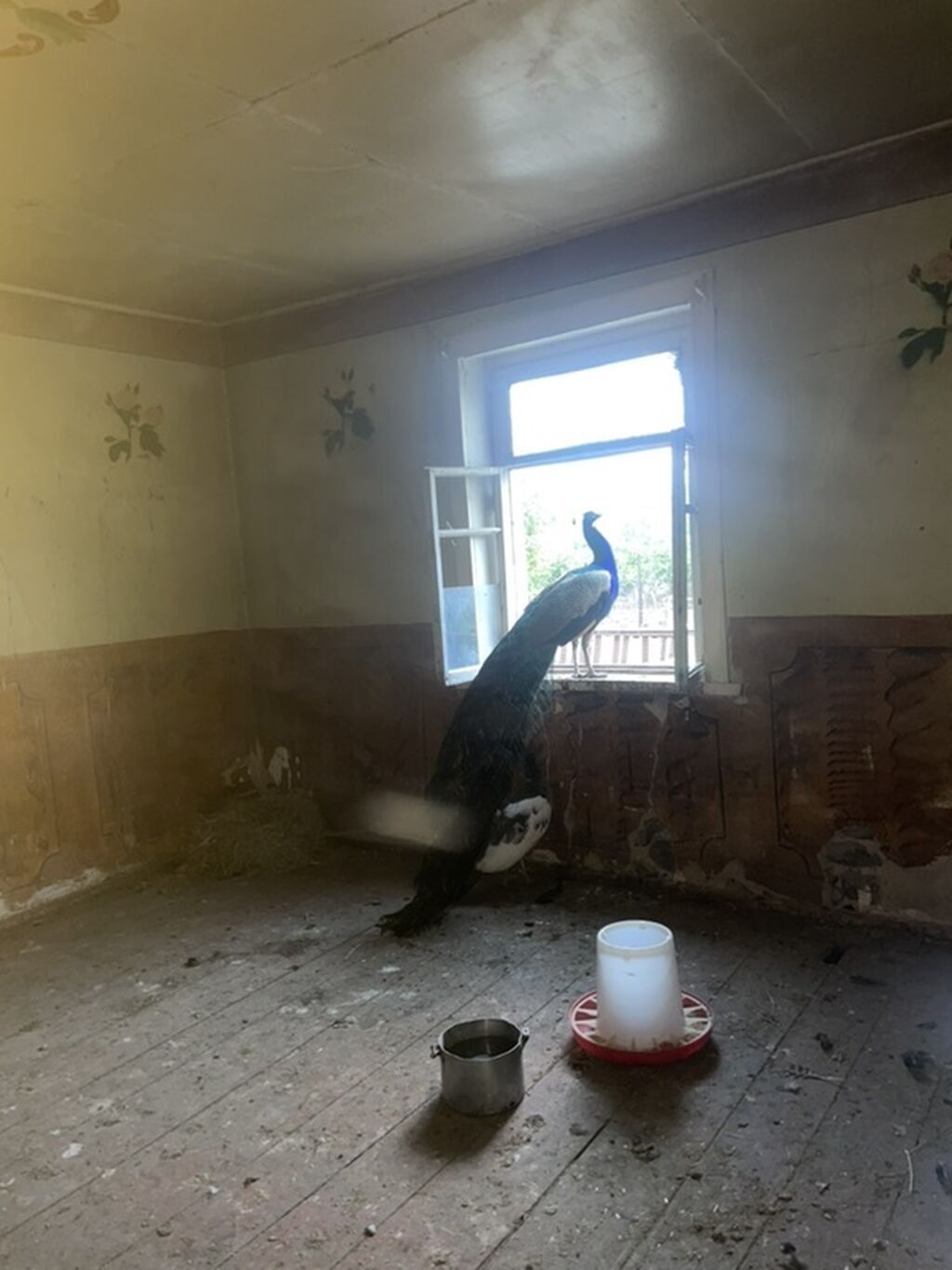 Təbii gözəlliyi ilə seçilən tovuz quşları dəsti - Növ: Tovuz quşu (1 — Quşlar, Samux (3)