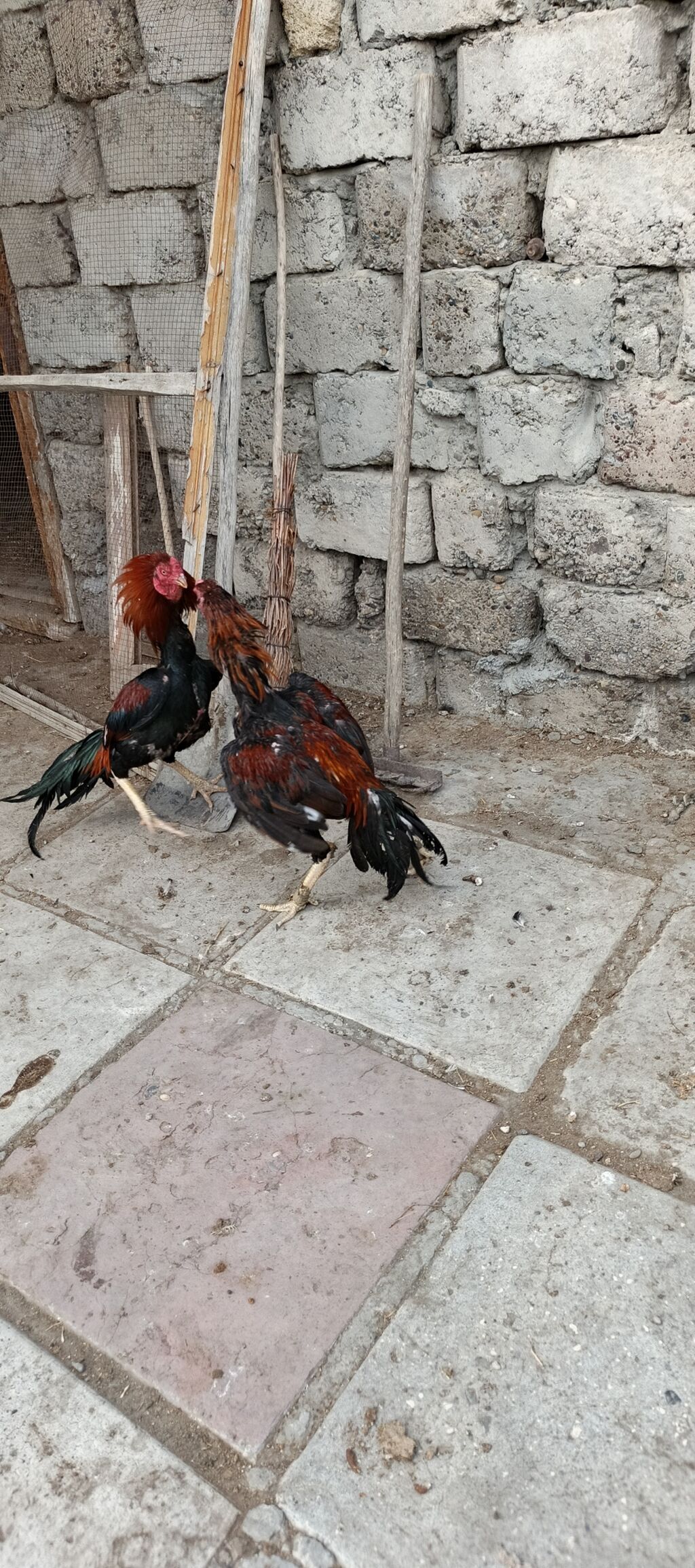 Heyrati ailəsi satılır. tam sağlam heyvanlardı xoruz 70 manat fereler — Heyvanlar, Mingəçevir (7)